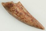 .61" Serrated, Triassic Reptile (Postosuchus?) Tooth - New Mexico - #202240-1